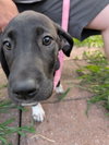 Athena