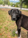 Athena