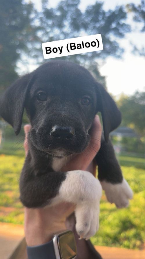 Baloo, an adoptable Great Dane in Chambersburg, PA