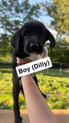 Dilly
