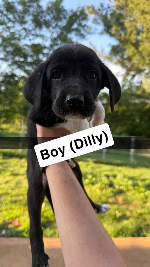 Dilly