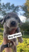 Pluto