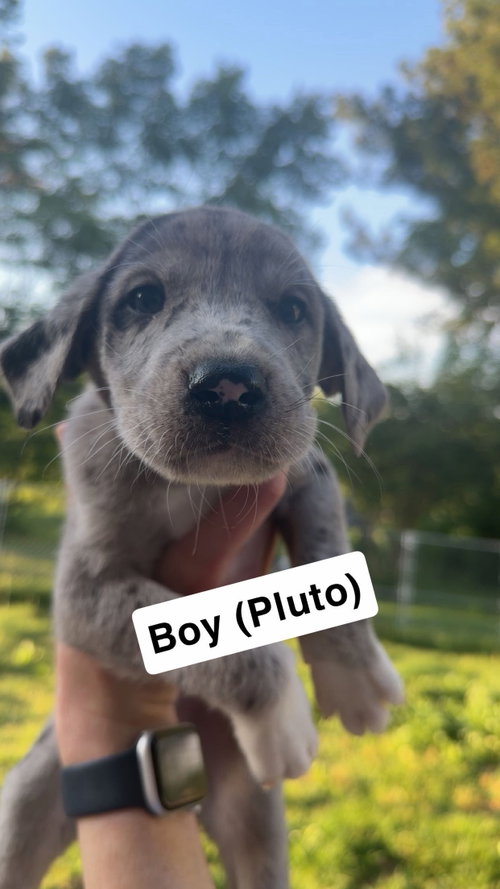 Pluto