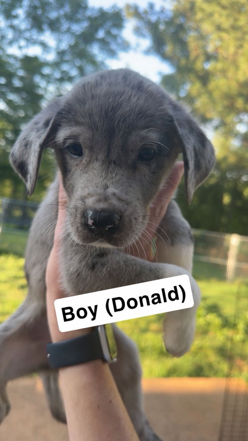 Donald