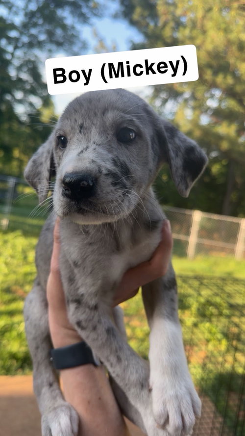Mickey, an adoptable Great Dane in Chambersburg, PA