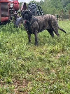 Athena Courtesy Post - English Mastiff