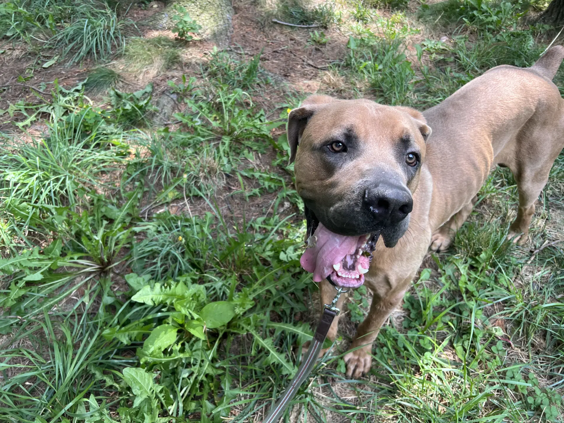 Melvin - Boerboel Mastiff