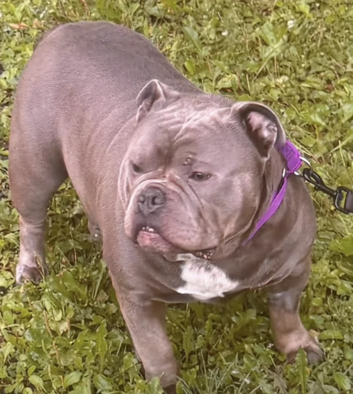 Gordo