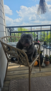 Gordo