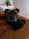 Gordo