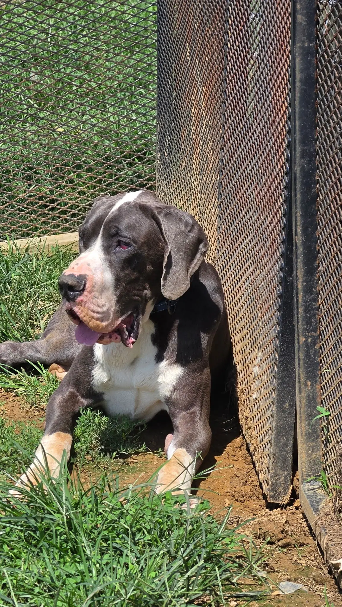 Gelo - Great Dane