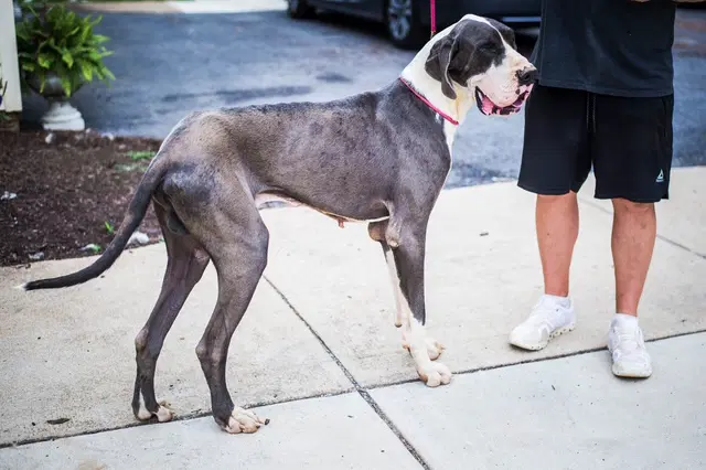 Gelo - Great Dane