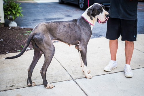 Gelo, a dog for adoption from Mastiffs to Mutts Rescue