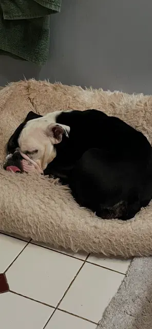 Winnie - Bulldog