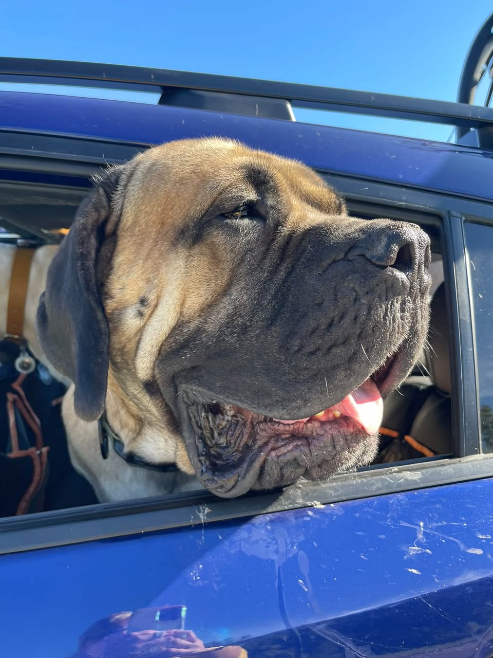 Gus Gus, English Mastiff