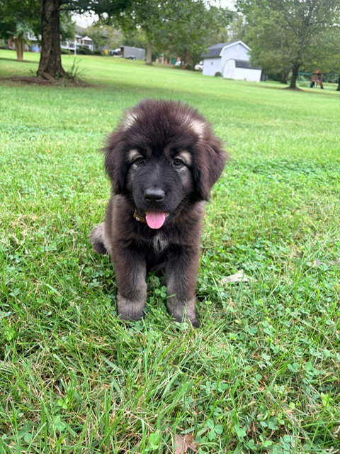 Gamora, Caucasian Sheepdog (Caucasian Ovtcharka)