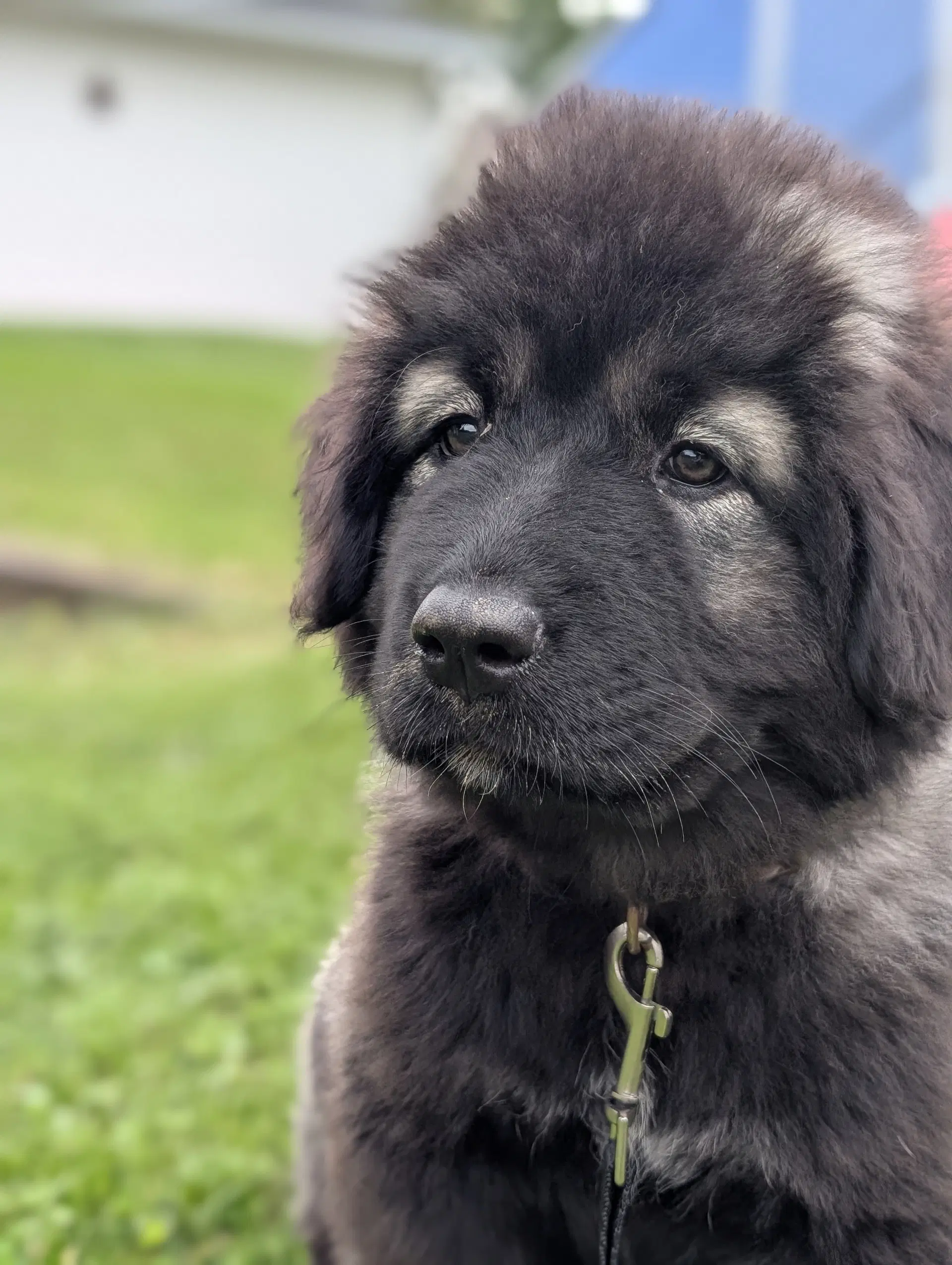 Gamora - Caucasian Sheepdog (Caucasian Ovtcharka)