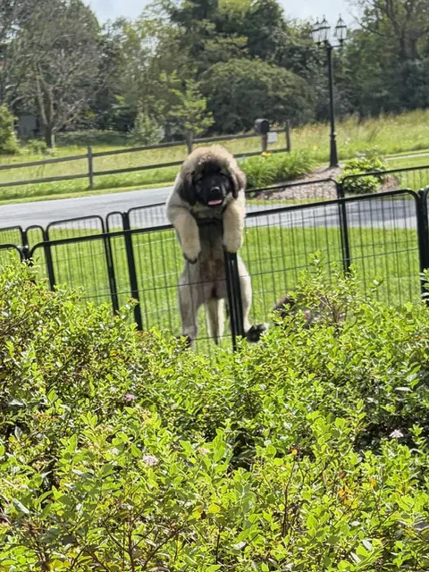 Cosmo - Caucasian Sheepdog (Caucasian Ovtcharka)