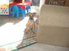 Petunia