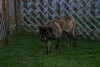 Maggie