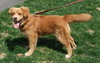 Toby