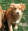 Toby