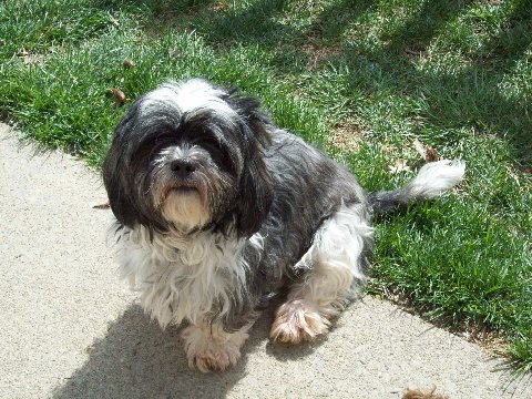 Little Maggie
