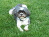 Little Maggie