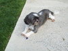 Little Maggie