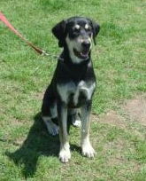 Nellie -- Cell Dog