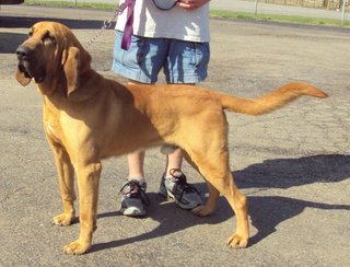 Duke