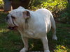Sierra AKA Stella
