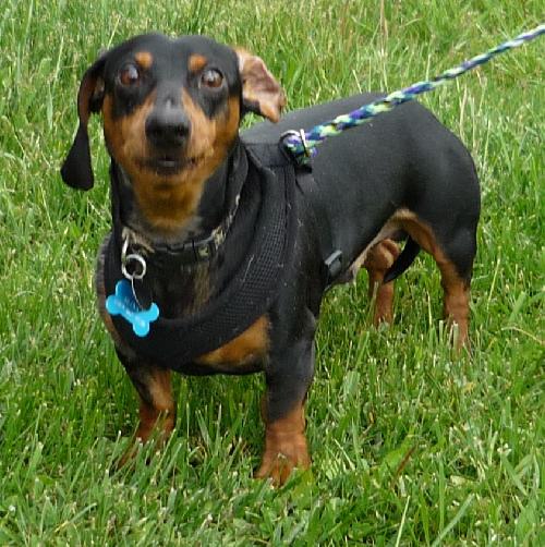 Slinky