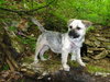 Sparky