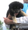 Fuzzy Black Puppies