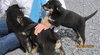 Fuzzy Black Puppies