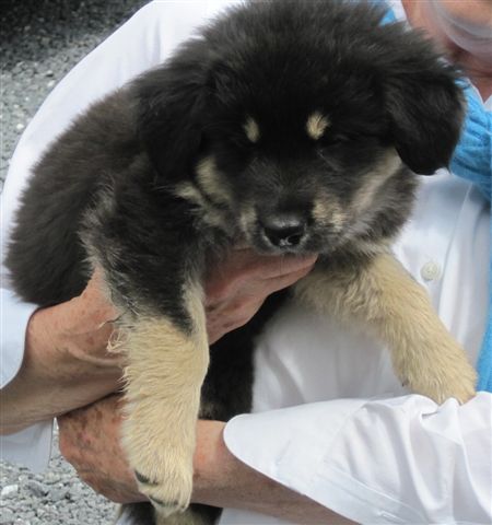 Fuzzy Black Puppies