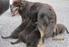 Fuzzy Black Puppies
