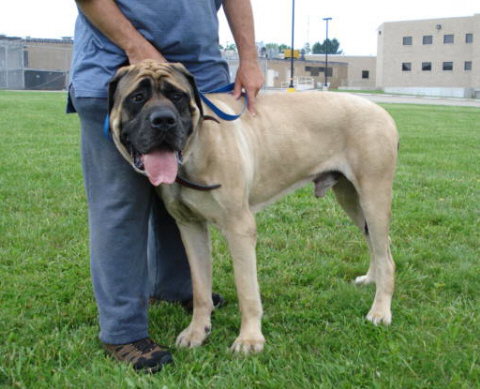 Tonka