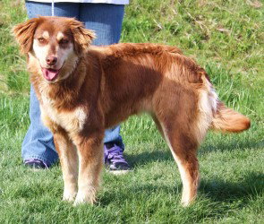 Sweet Pea - cell dog