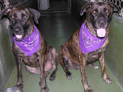 Athena & Hera