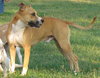 Jesse - Adopted