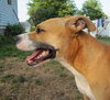 Jesse - Adopted