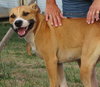Jesse - Adopted