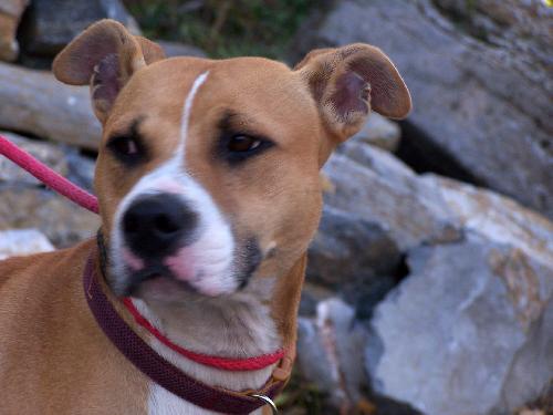 Jesse - Adopted