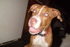 Dudley Green Eyes