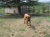 Nesmith