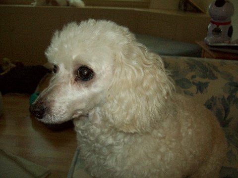 Carmen