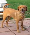 Lilly
