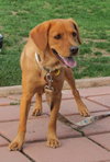 Lilly